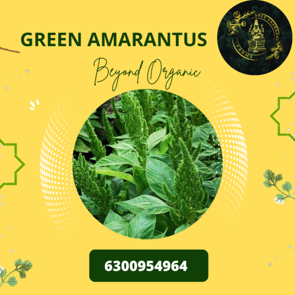 Green Amarantus - Thotakura from Wild Forest