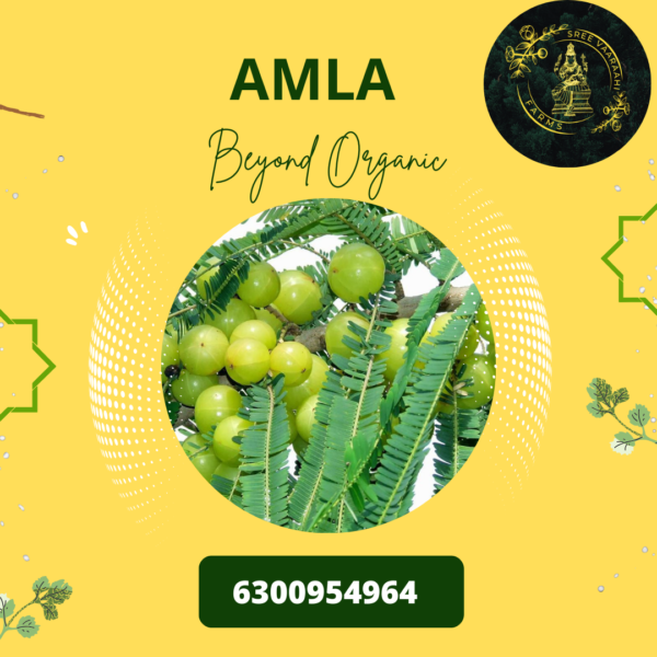 Amla - Usirikaya from Wild Forest