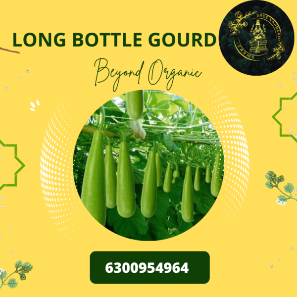 Bottle Gourd - Sorakaya from Wild Forest
