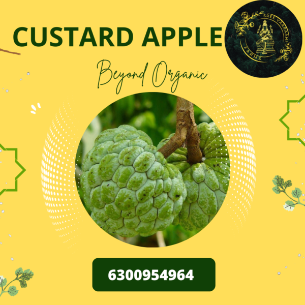 Custard Apples - Seetaphal From Wild Forest