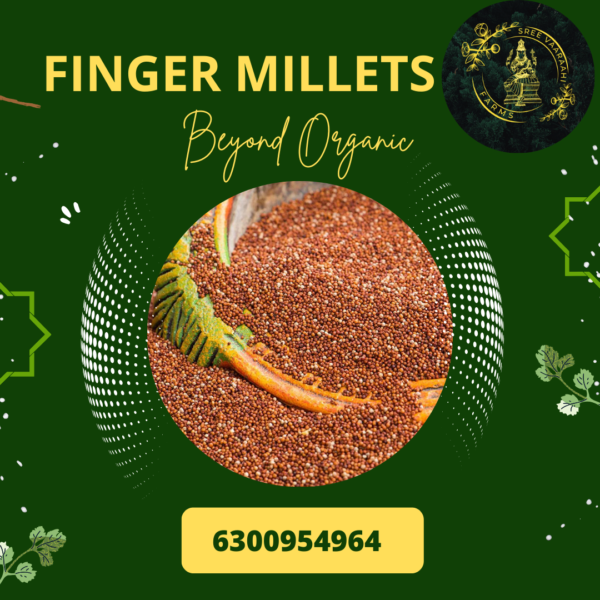 Finger Millets - Ragulu from Wild Forest