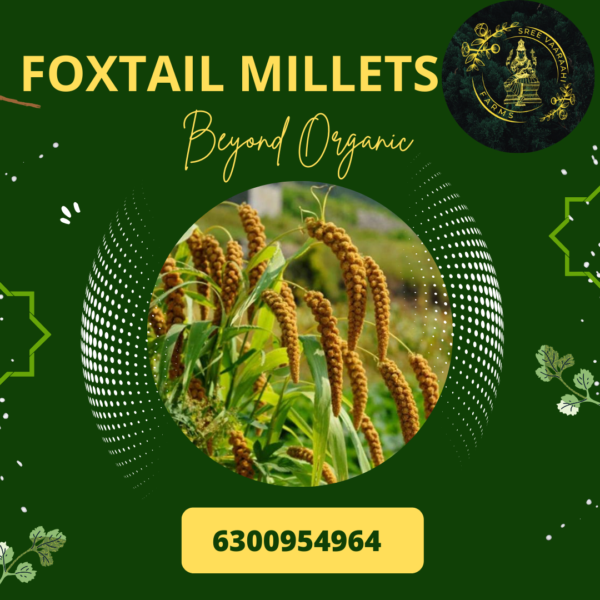 Foxtail Millets from Wild Forest