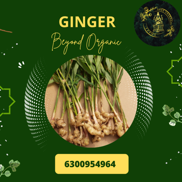 Ginger - Allam from Wild Forest