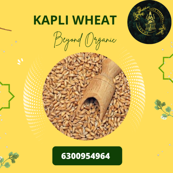 Kapli Wheat from Wild Forest