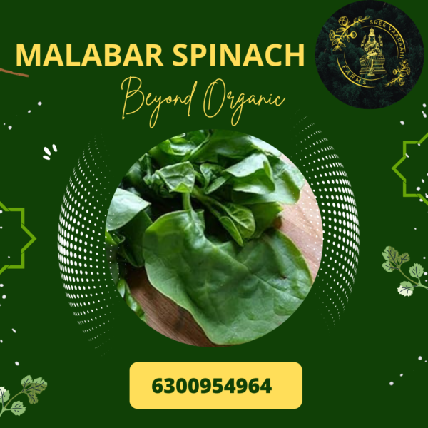 Malabar Spinach - Bachali Kura from Wild Forest