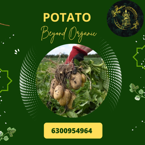 Potato from Wild Forest