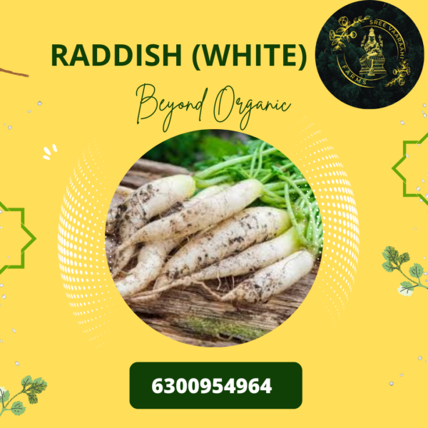 White Raddish (Mullangi) from Wild Forest