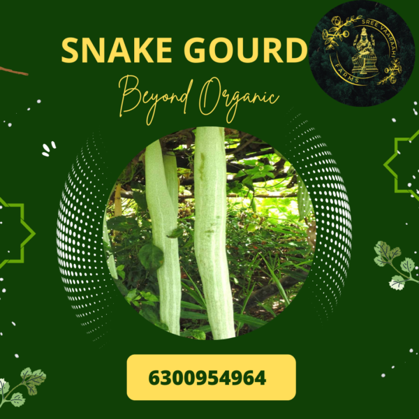 Snake Gourd - Potlakaya from Wild Forest