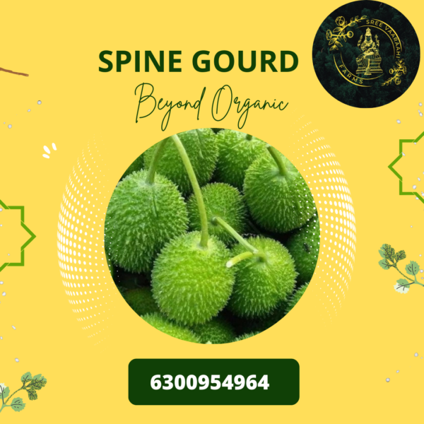 Spine Gourd - Akakara Kaya from Wild Forest