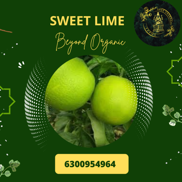 Sweet Lime - Mosambi from Wild Forest