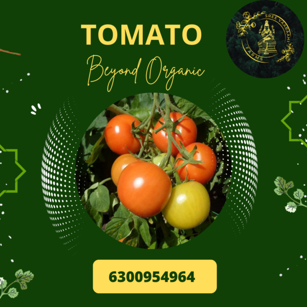 Tomato from Wild Forest